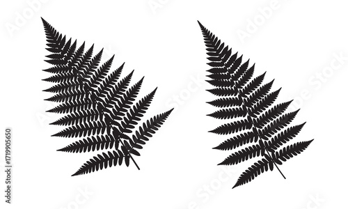 Silhouette Two Fern Leaves with Detailed Fronds