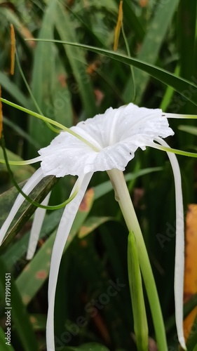 Spider Lily flower (Lycoris radiata) with striking red petals and long stamens, blooming elegantly in gardens, showcasing tropical floral beauty up close.