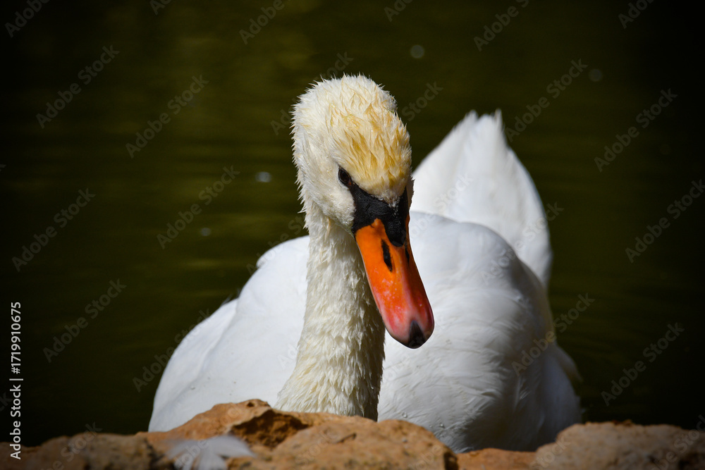 Obraz premium Cisne branco com olhar desconfiado