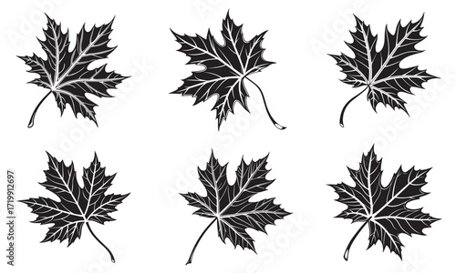 Six Silhouette Maple Leaves in Different Positions