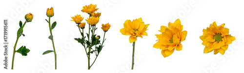 yellow chrysanthemum flowers growth stages on white background.
