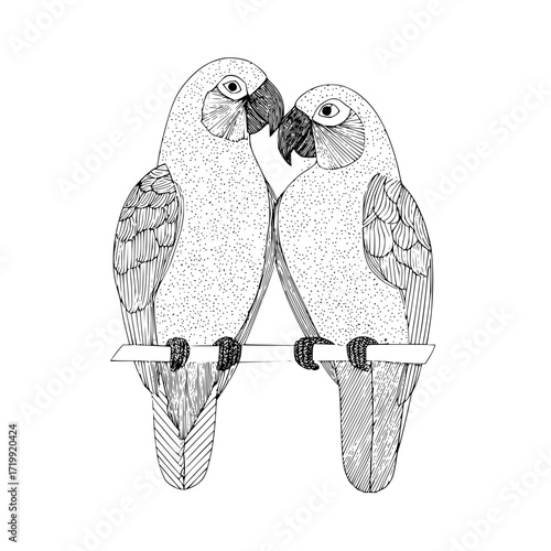 Two parrots birds illustration drawing line art animals wildlife tropical nature avian perched together love