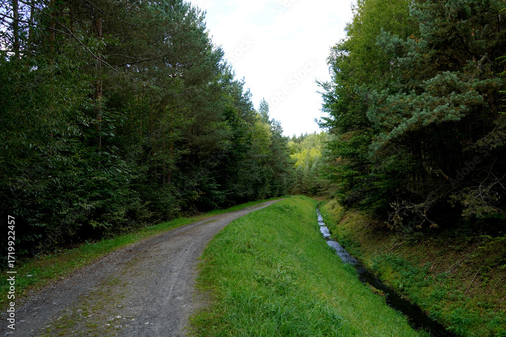 Naklejka premium Curving gravel forest road bordered by bright grass and dense conifers under an overcast sky; inviting woodland route for walking, cycling and a calm nature escape in soft daylight.