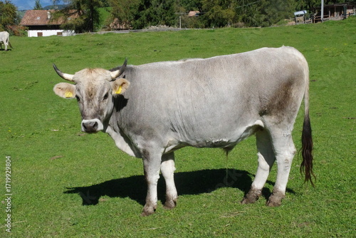 Kuh Grauvieh