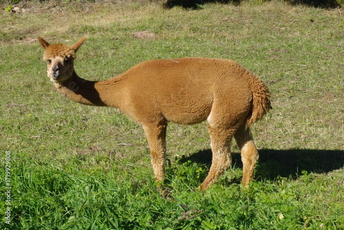 Alpaka