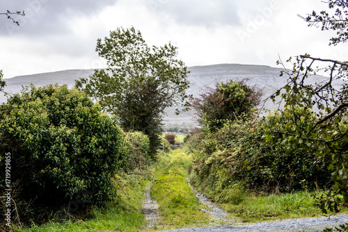 landscape with trees