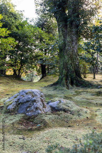 Mossy forest floor with natural stone and old tree base in a Japanese woodland, captured in vertical format