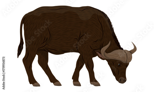 African buffalo Syncerus caffer. Realistic vector animals of Africa