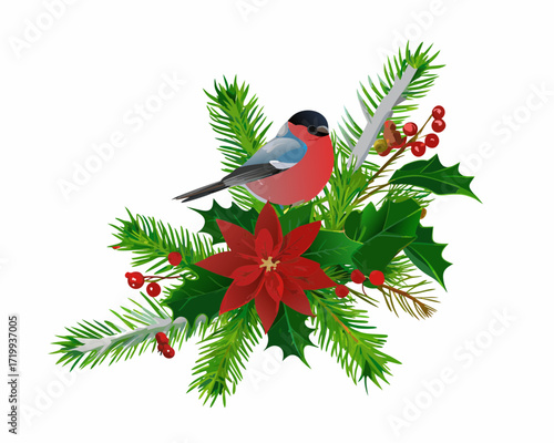 Christmas bullfinch bird with poinsettia holly and pine branches