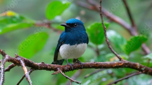 Colorful bird perched on branch