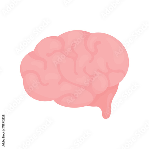 Human brain on a white background. Human organs. Symbol of idea creation, thought processes.