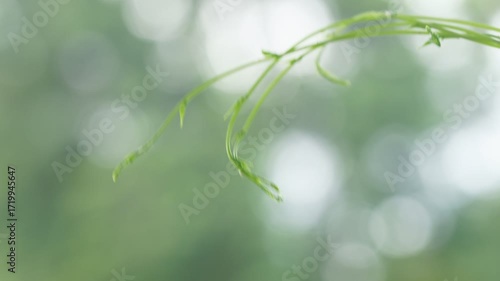 Delicate Green Leaf on a Stem with Soft Bokeh Background Effect