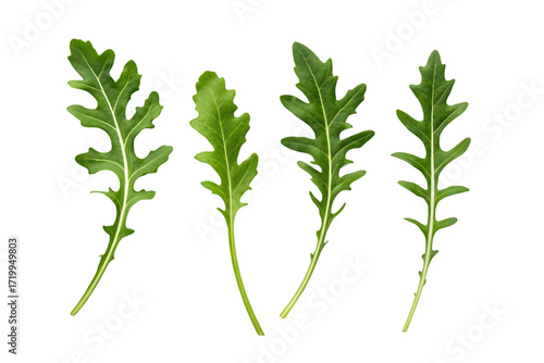 arugula healthy green vegetable choice