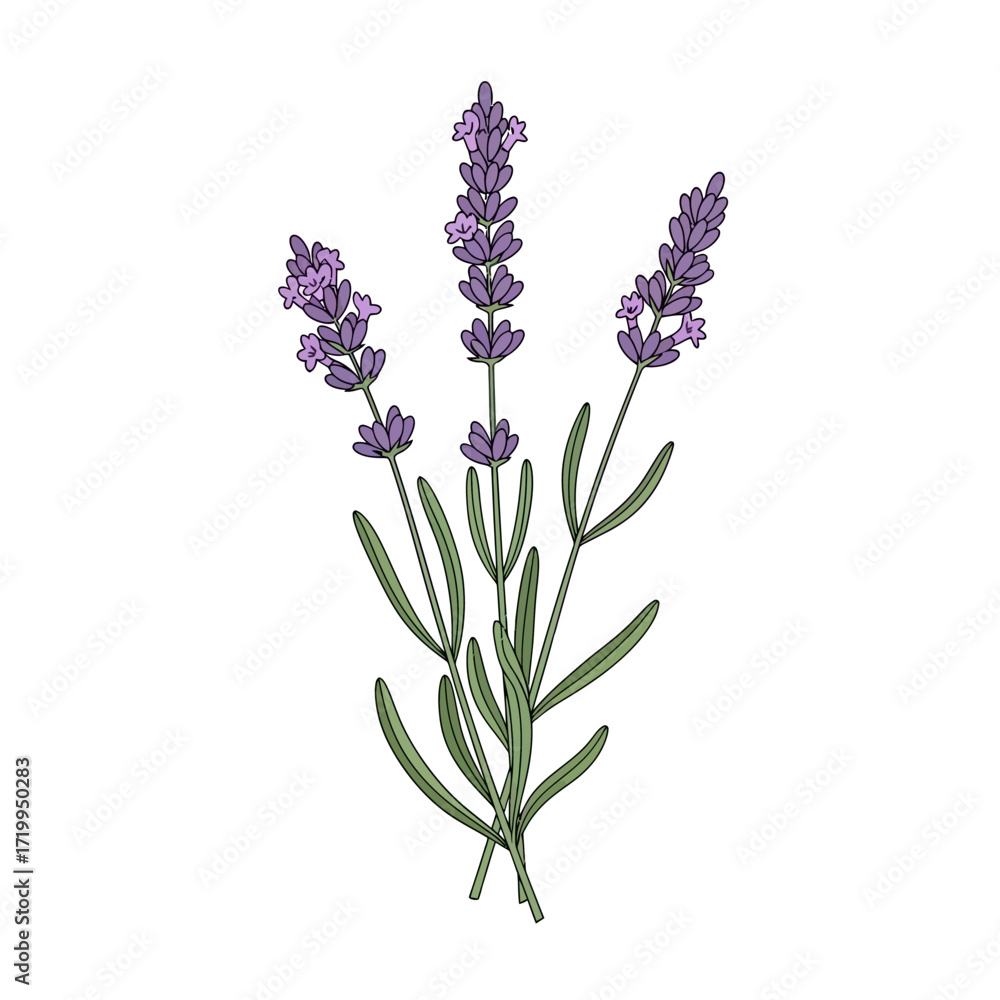 Naklejka premium Detailed illustration of three lavender sprigs with purple flowers and green leaves, depicted in a botanical art style on a white background.