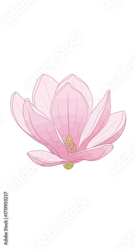 Delicate illustration of a pink magnolia flower, showcasing its intricate petals and soft hues against a white backdrop.