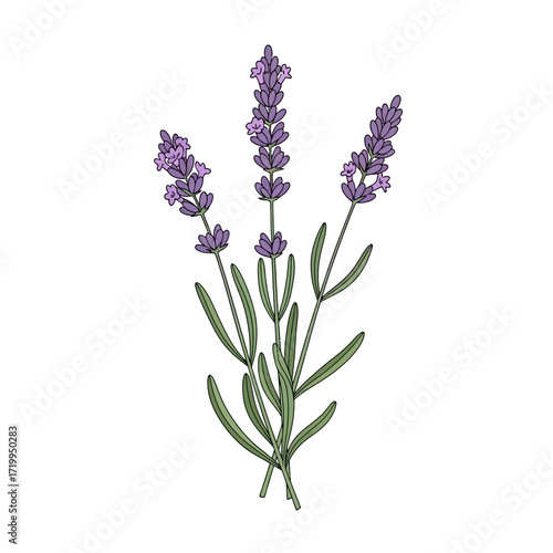 Detailed illustration of three lavender sprigs with purple flowers and green leaves, depicted in a botanical art style on a white background.