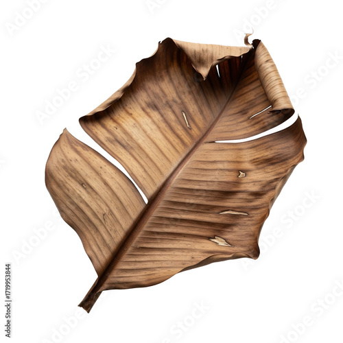 Dried Banana Leaf with Natural Texture