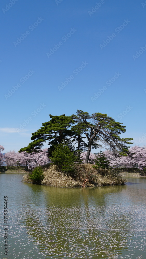 Fototapeta premium Pink Cherry Blossoms by the Lake in Nagano, Japan