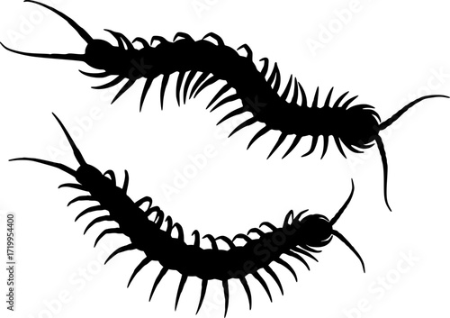Two centipede silhouettes with multiple legs segmented bodies and antennae crawling arthropod insects