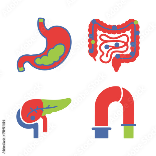 Human digestive system organs including the stomach, intestines, pancreas, and esophagus.