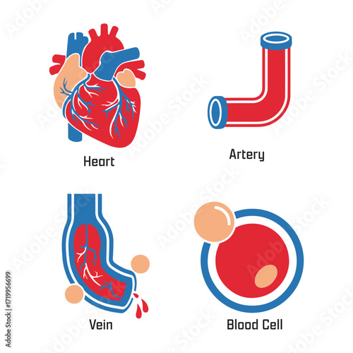 Human circulatory system components including heart, artery, vein, and blood cell diagrams.