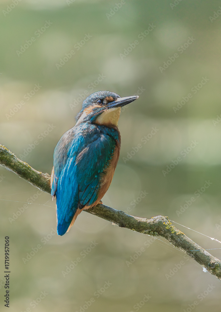 Fototapeta premium Kingfisher