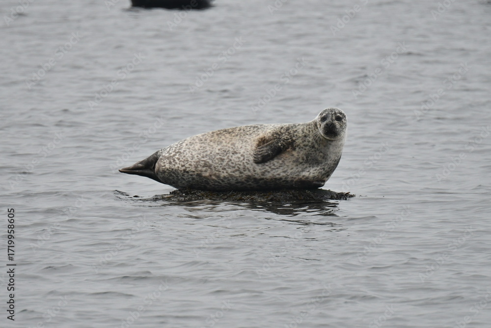 Fototapeta premium seal on a rock