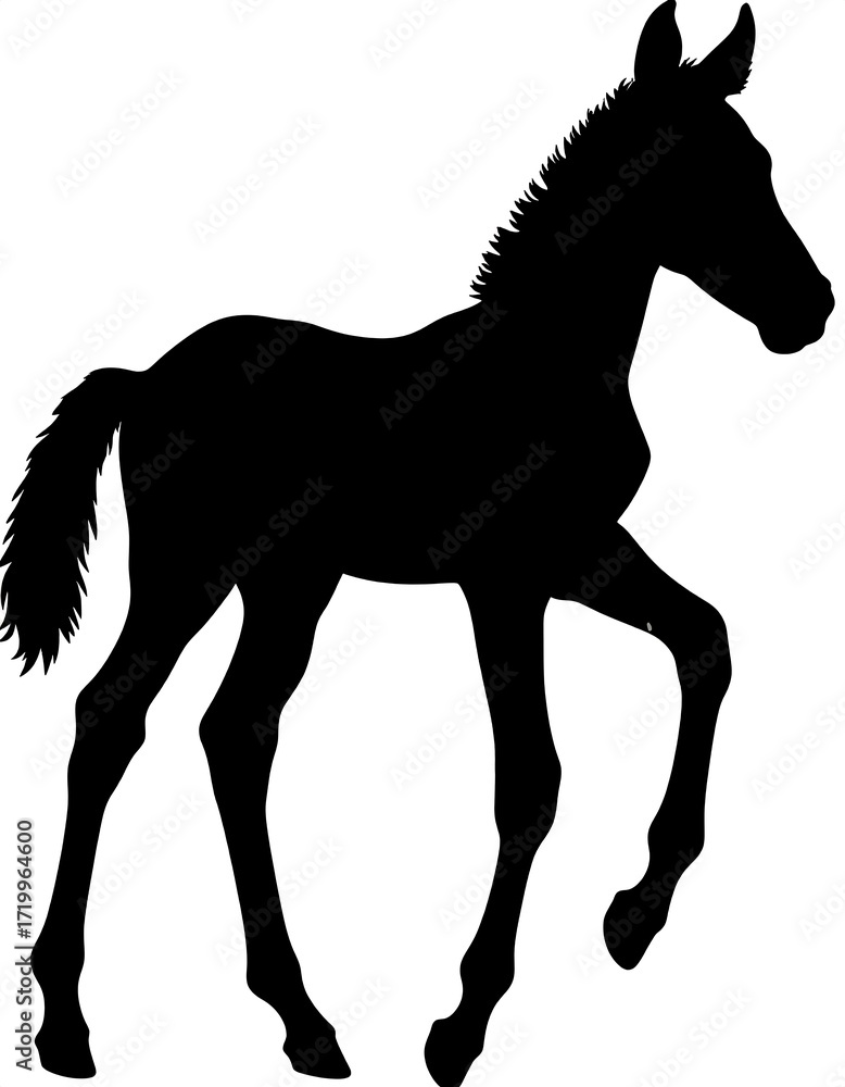 Obraz premium Silhouette of a foal