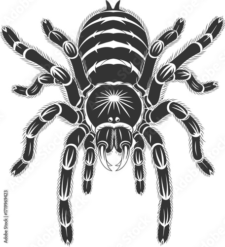 Tarantula spider silhouette vector illustration