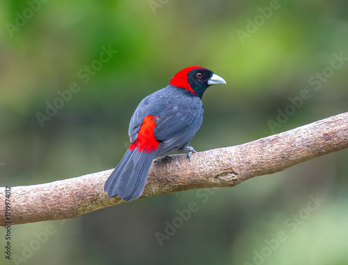 Crimson-collared Tanager