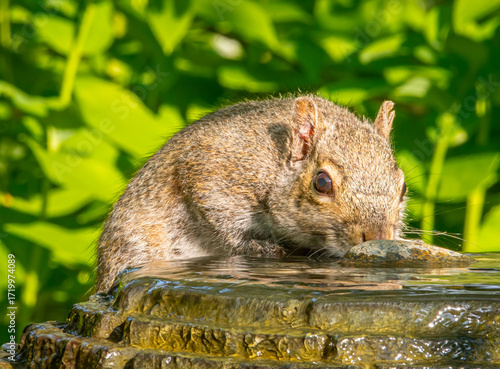 Gray Squirrel