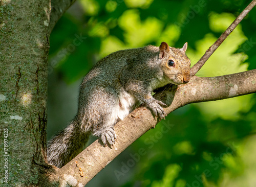 Gray Squirrel