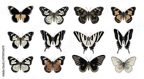 A collection of diverse and beautifully patterned butterflies in varying shades of brown black and white.