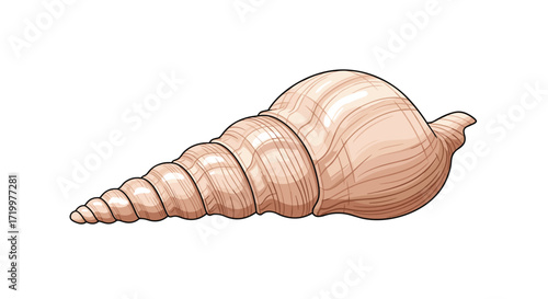 A detailed illustration of a spiral seashell with a tapering form and textured surface.