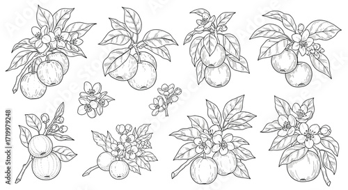 Various arrangements of apples on branches with leaves in a decorative line drawing style.