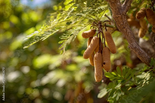 Fresh Brown Tamari Beans Growing on Tree in Sunlit Garden