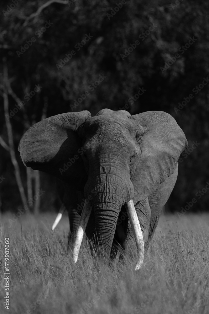 Naklejka premium A portrait of a majestic African elephant in Savannah, Masai Mara, Kenya