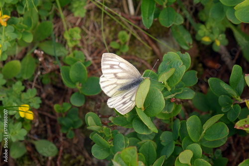 Farfalla Pieride del Navone su Foglia Verde