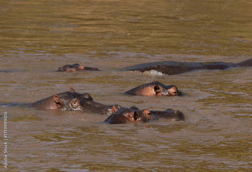 Fototapeta premium Hippopotamus lying in the river, Masai Mara, Kenya