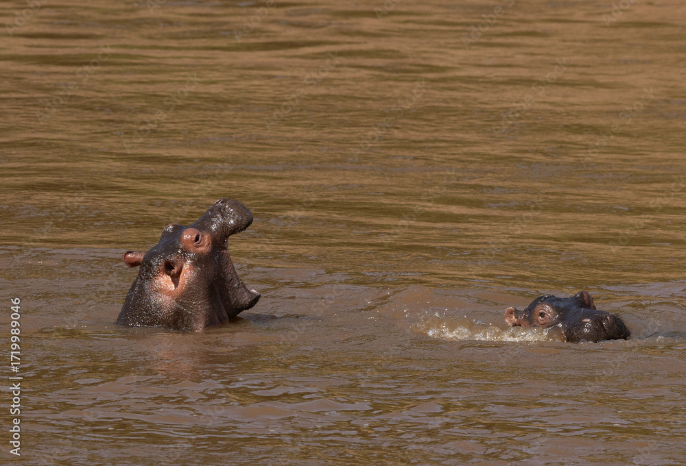Fototapeta premium Hippopotamus yawning in the river, Masai Mara, Kenya