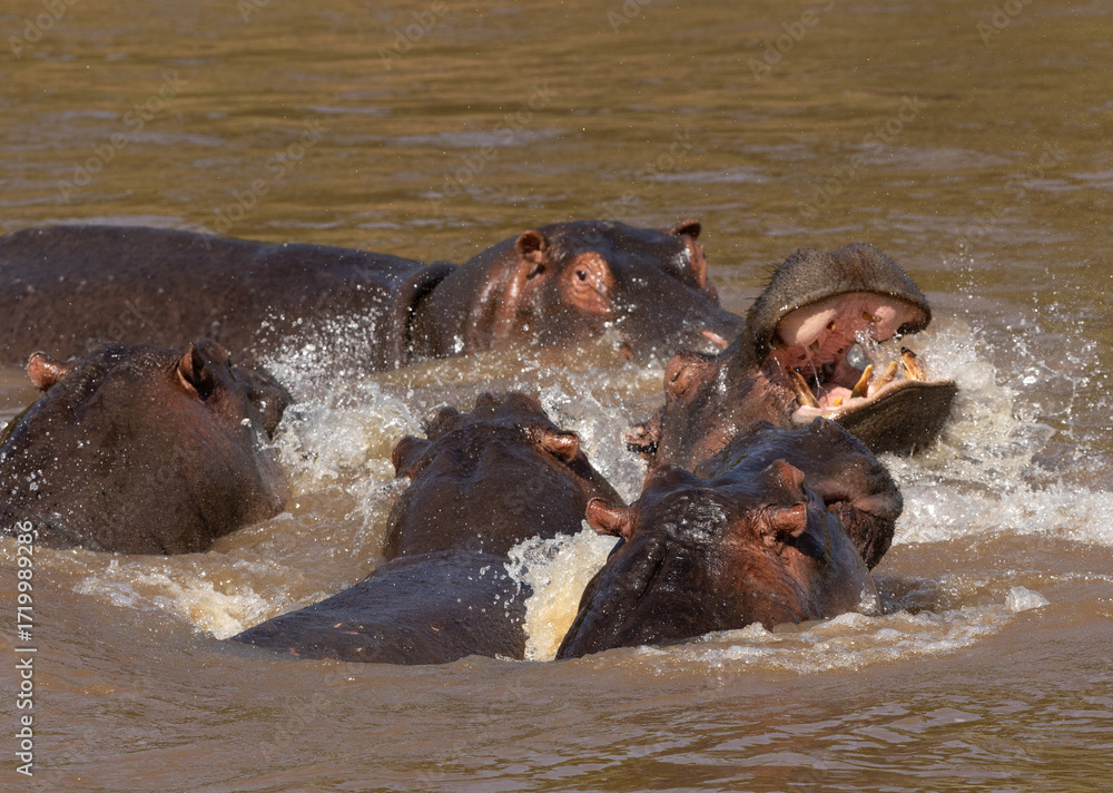 Fototapeta premium Hippopotamus fight in the river, Masai Mara, Kenya