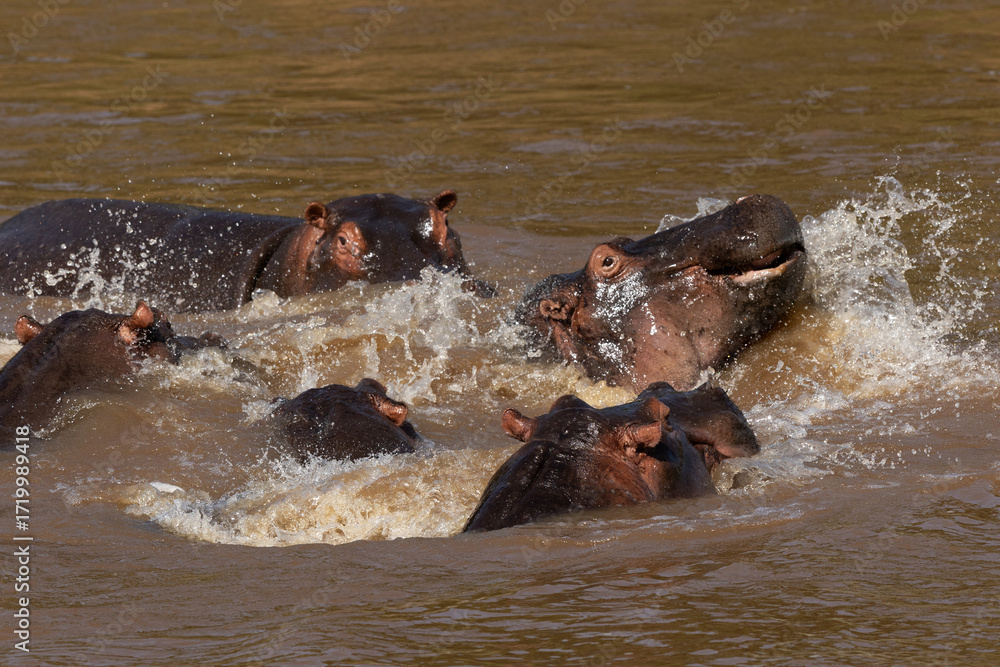 Fototapeta premium Hippopotamus fight in the river, Masai Mara, Kenya