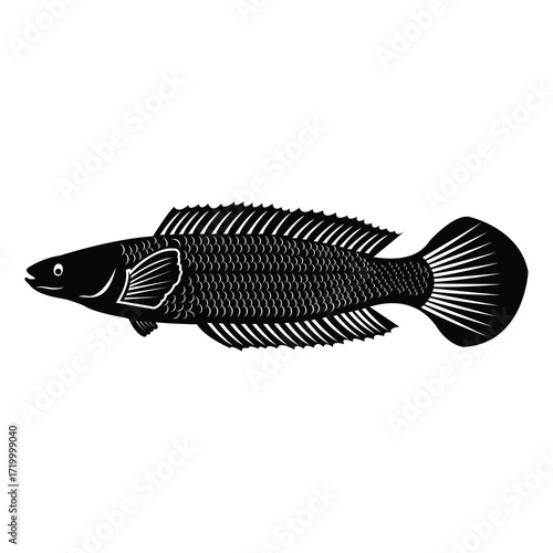 Snakehead fish or channa ghacua fish vector art for child book, predator.eps