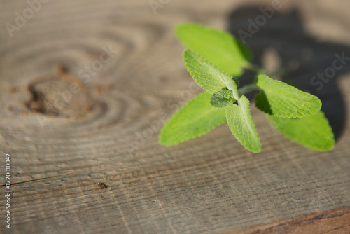 Wallpaper Mural A sprig of mint lies on an old board Torontodigital.ca