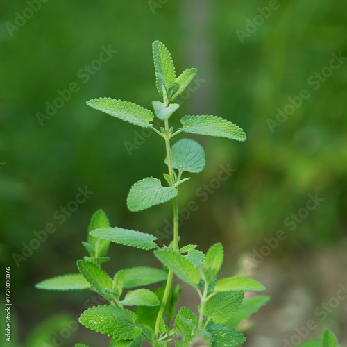Wallpaper Mural Mint grows in the garden on a green background Torontodigital.ca