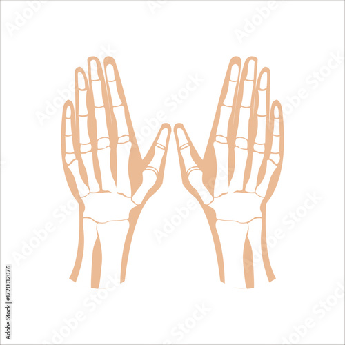 Human hand bones