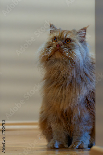 A young ginger Persian cat photographed close-up.