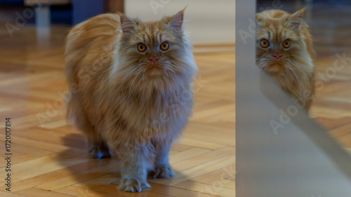 A young ginger Persian cat photographed close-up.
