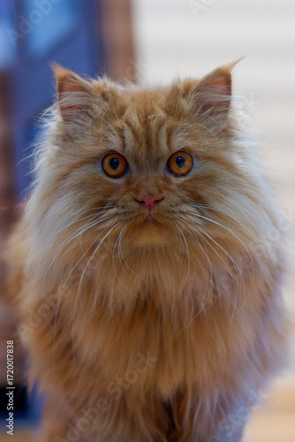 A young ginger Persian cat photographed close-up.