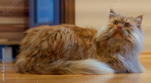 A young ginger Persian cat photographed close-up.
